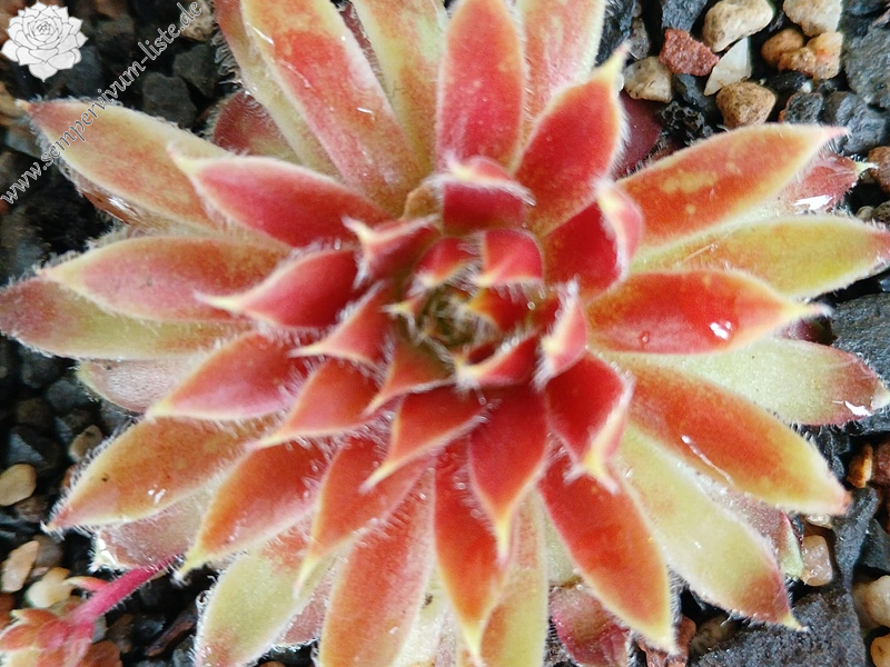 Chick Charms® Gold Dust (Netzfund)