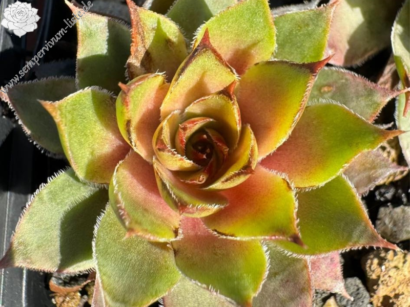 Golden Finesse (Netzfund)