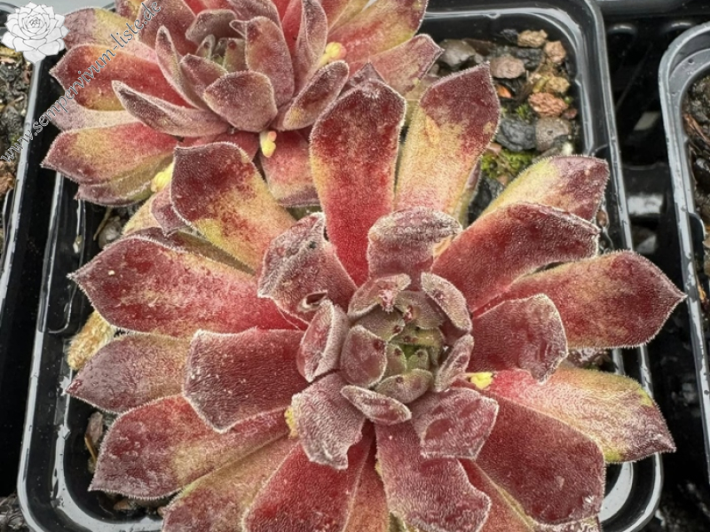 Green Plush (Netzfund)