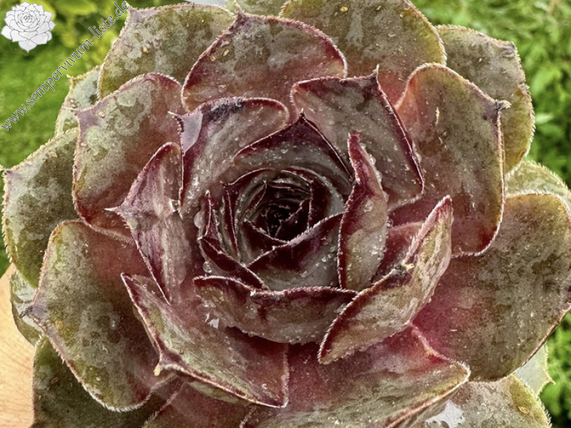 Indonesia (Netzfund)