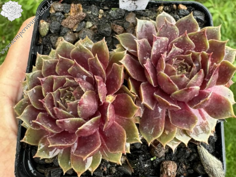 Kleiner Stern (Netzfund)