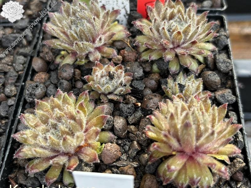 Kuschelmaus (Netzfund)