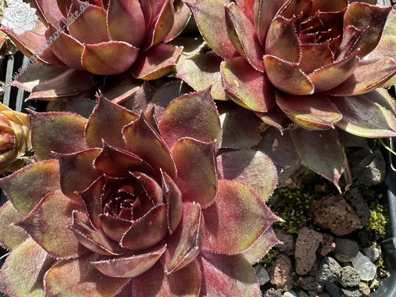Lednice Pink (NG)