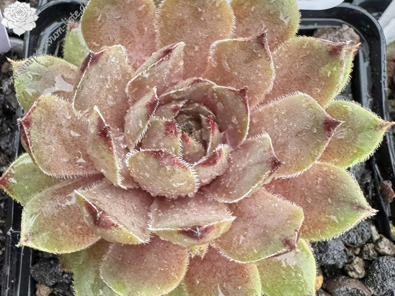 Melonensorbet (Netzfund)