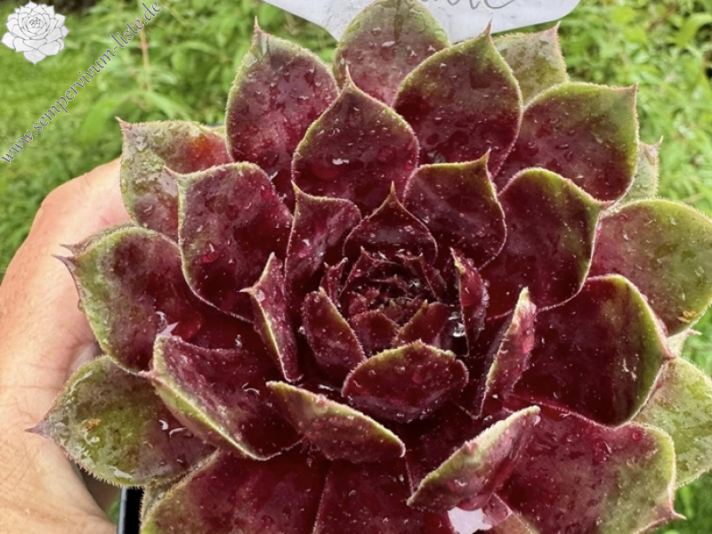 Morning sunshine (Netzfund)