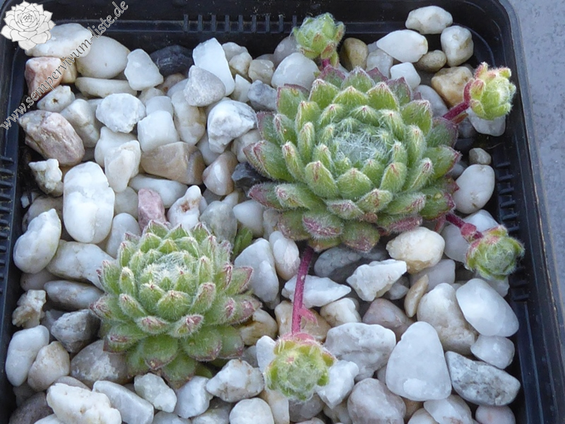 Pink Stockings (Netzfund)