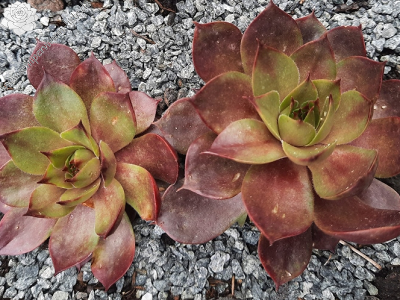 Red Spot Hollow (NNG)