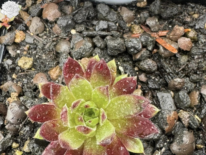 Sweet Candy (Netzfund)