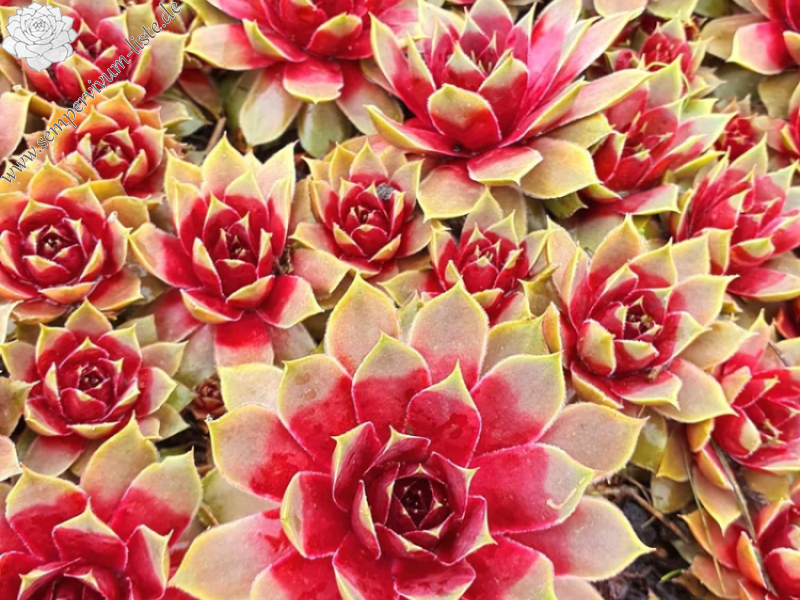 Tequila Sunrise (NNG)