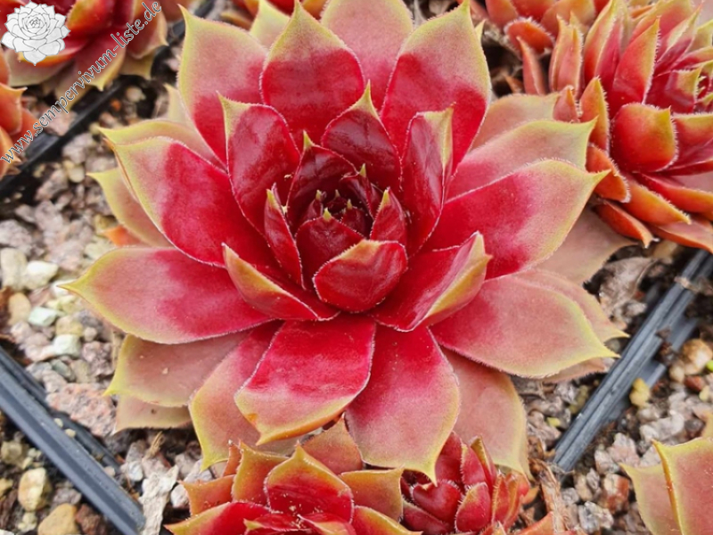 Tequila Sunrise (NNG)