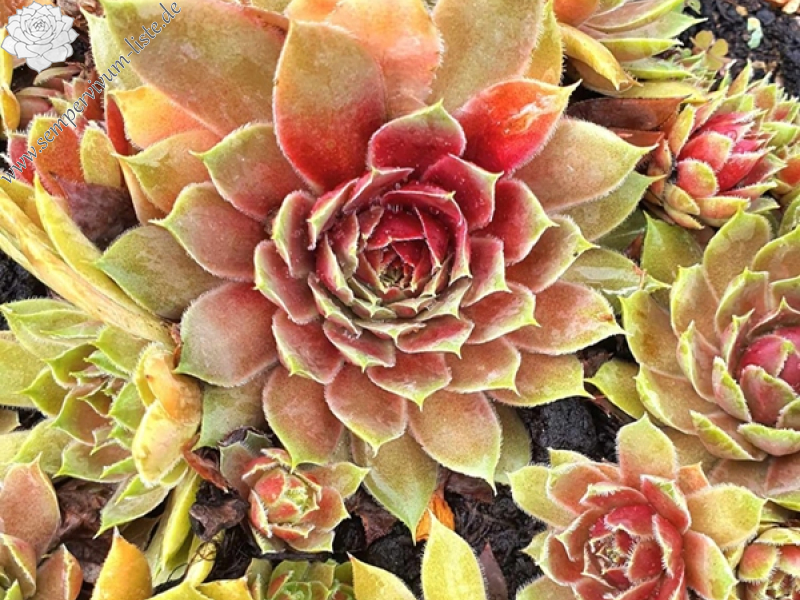 Tequila Sunrise (NNG)