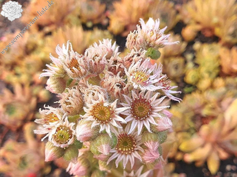 Tequila Sunrise (NNG)