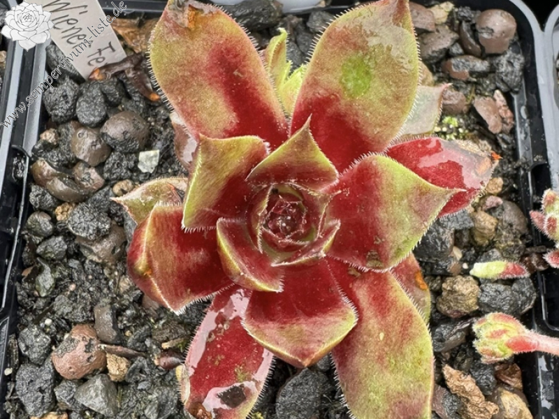 Wiener Fest (Netzfund)