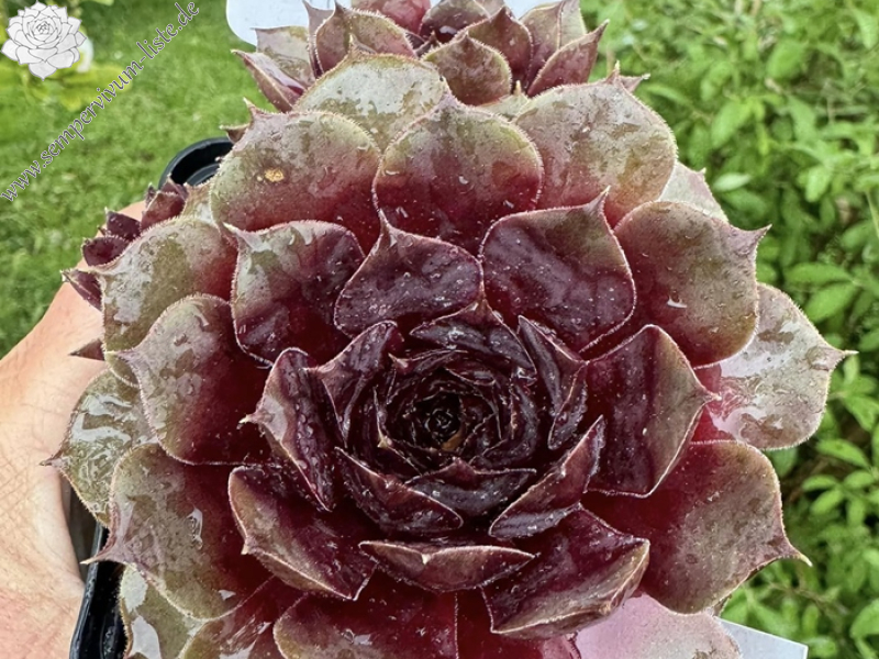 Wiener Melange (Netzfund)