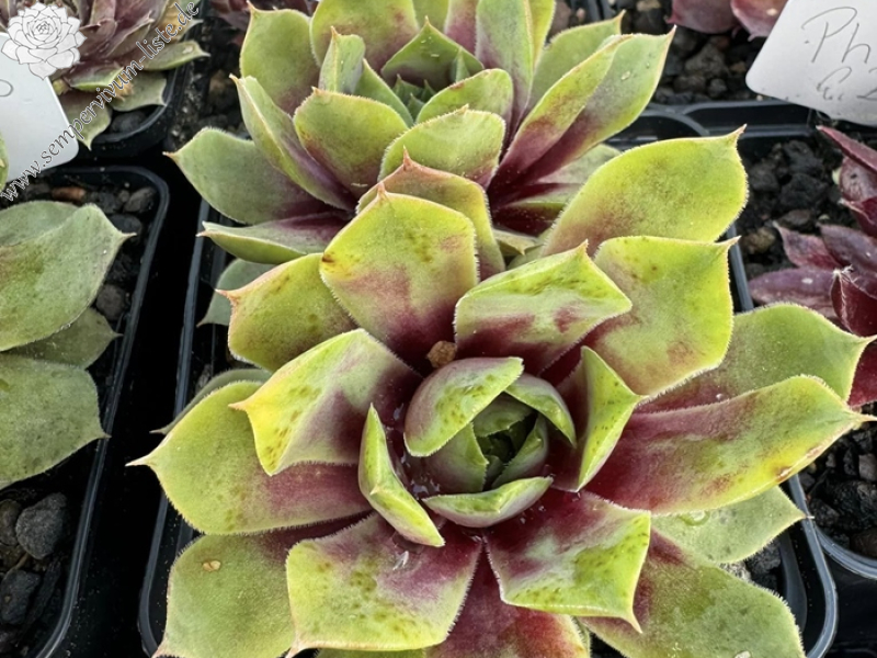 Zelina Argus (Netzfund)