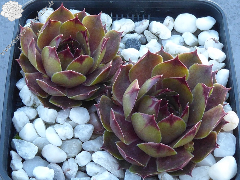 Zitronensorbet (Netzfund)