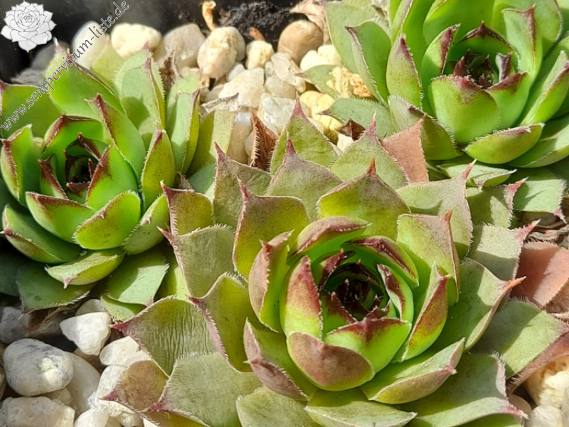 Coffee and Cigarette