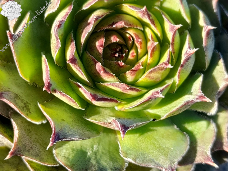 Coffee and Cigarette