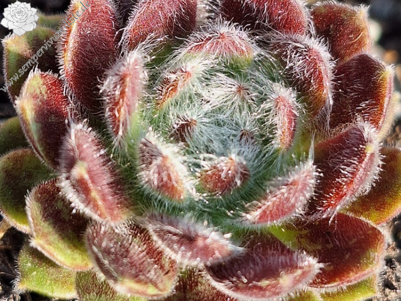 Flauschball
