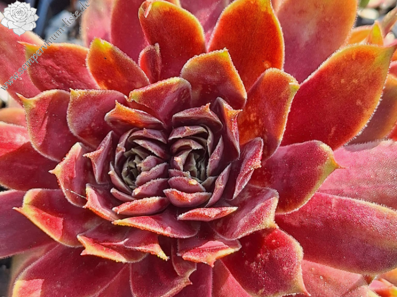 Jannik's Wundertüte