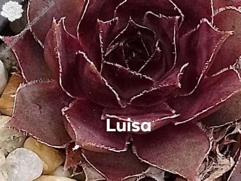 Luisa