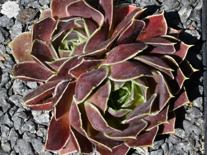 Korspel Grorie / Jovi