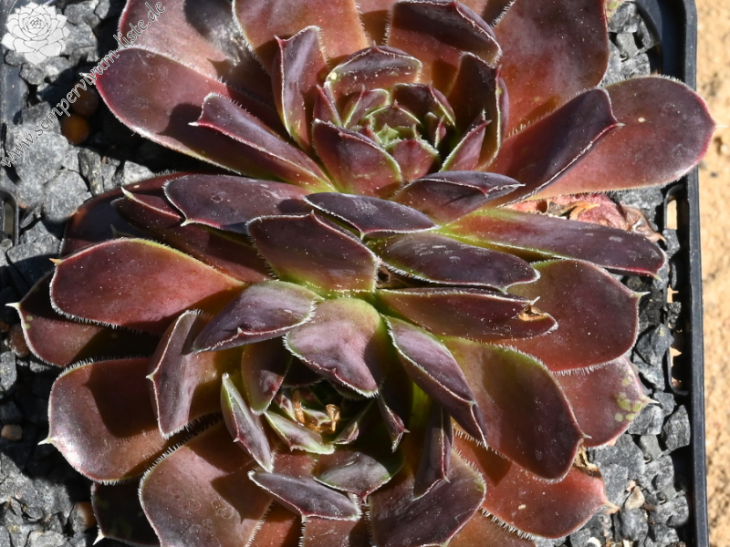 Korspelse Janed / Jovi