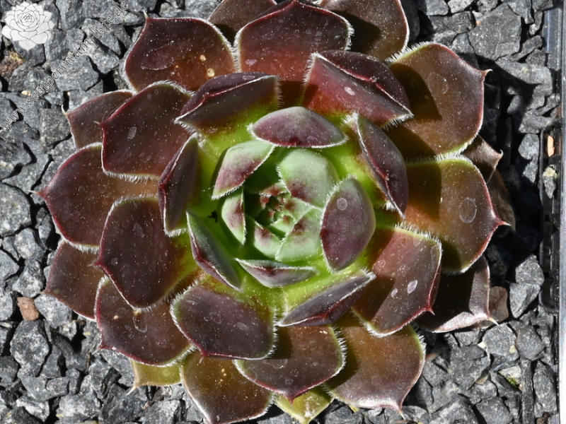 Korspelse Oladie / Jovi