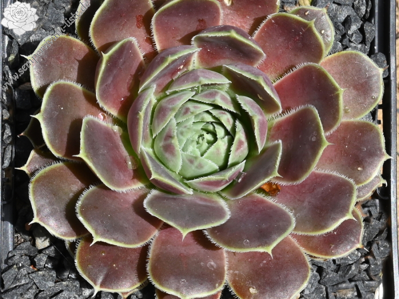 Korspelse Pronica / Jovi