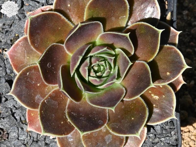 Korspelse Sampsane / Jovi