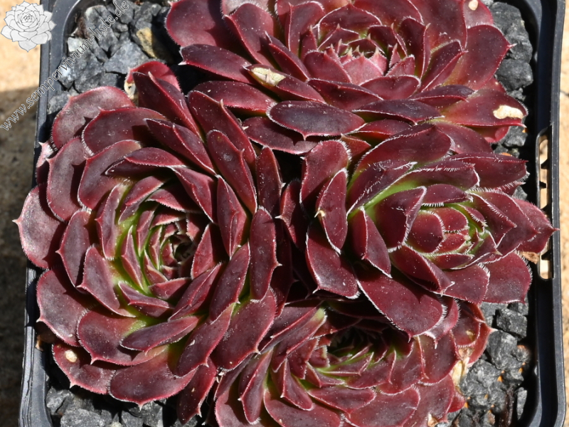 Korspelse Zilpa / Jovi