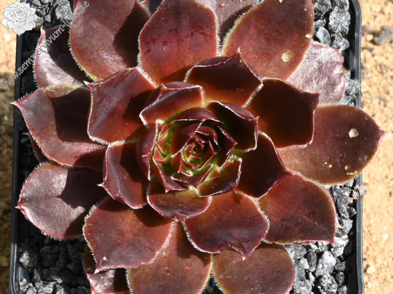 Mount Cirque de Gavarnie / Jovi