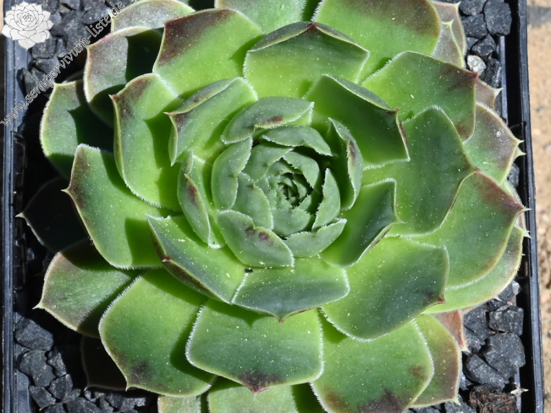 Mount Stanley / Jovi