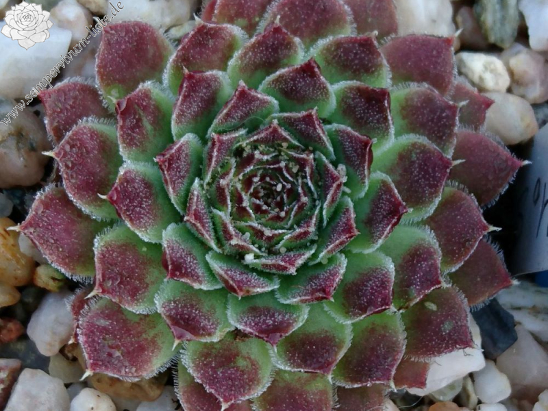 Sinarca