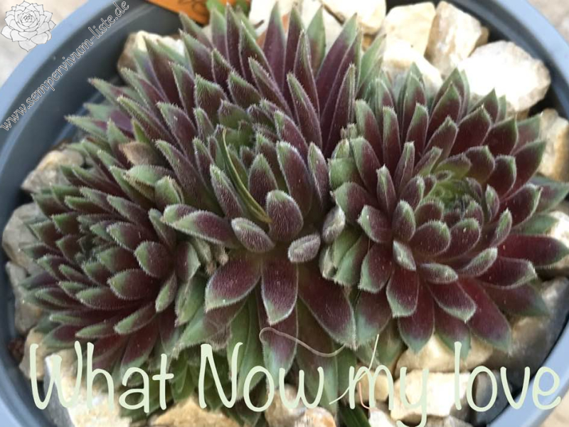 What Now my Love