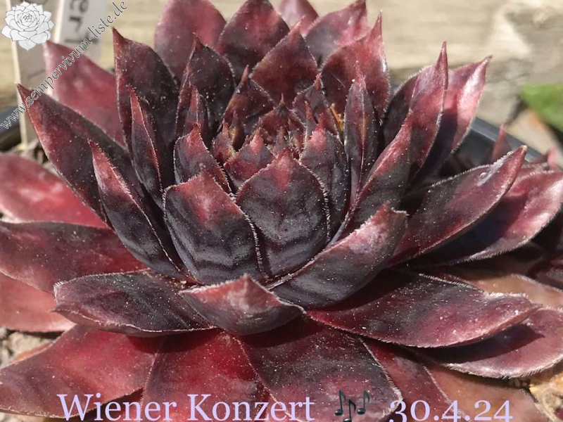 Wiener Konzert