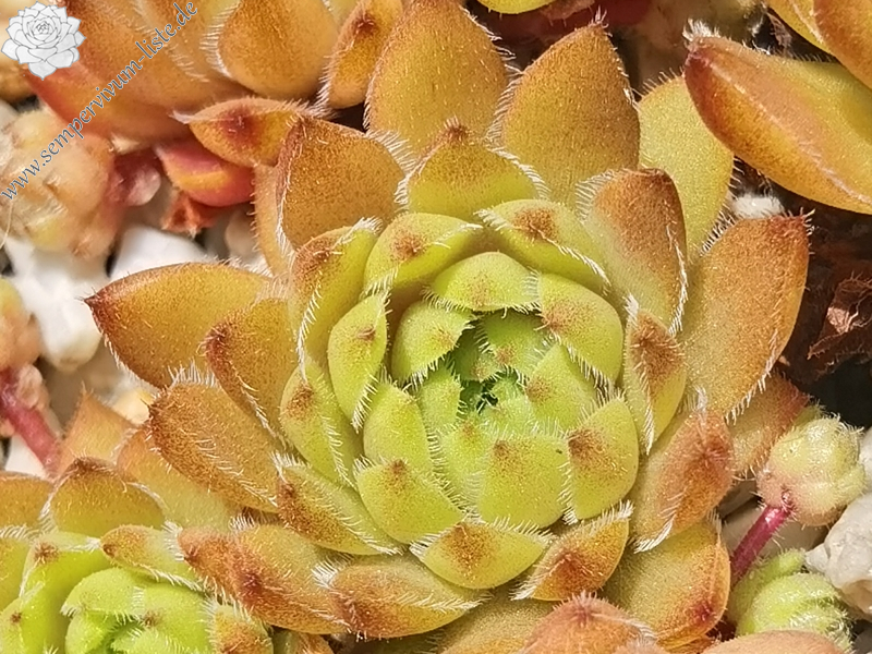 Coco de Mer (NNG)