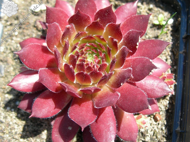 Matador