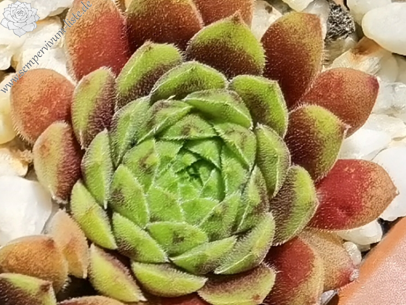 Monty Teddybär (NNG)