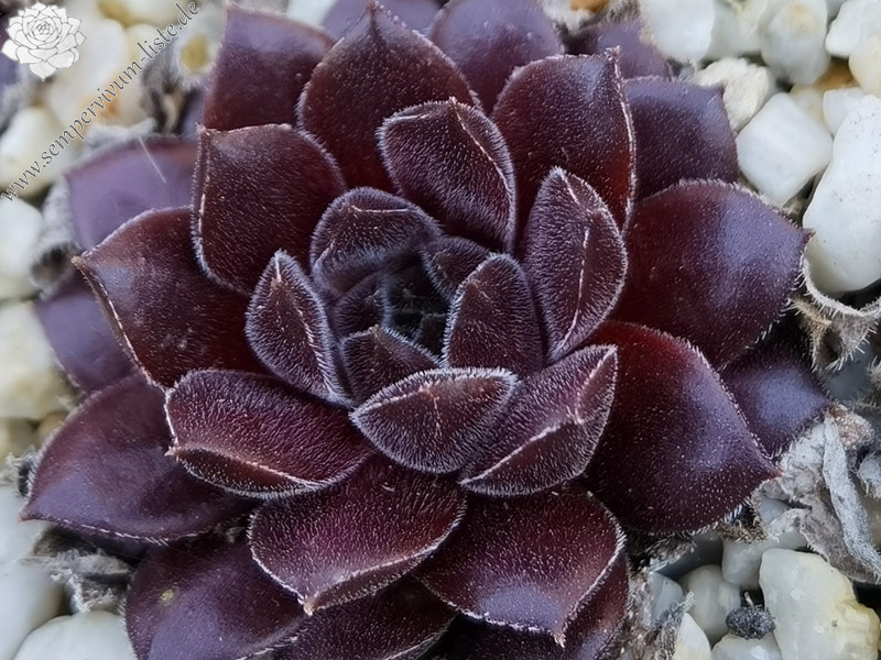 Monty Teddybär (NNG)