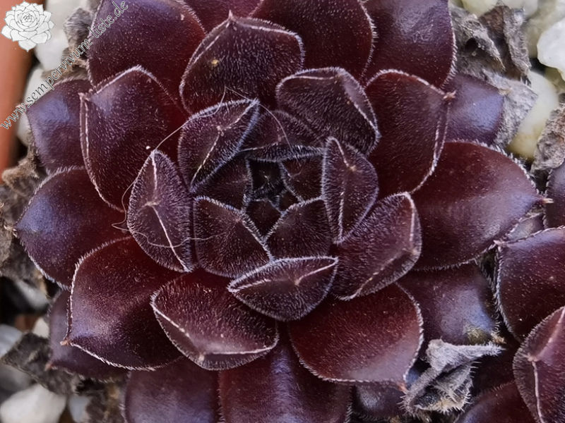 Monty Teddybär (NNG)