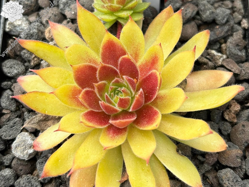 Chick Charmlettes® Princess Polly (Netzfund)