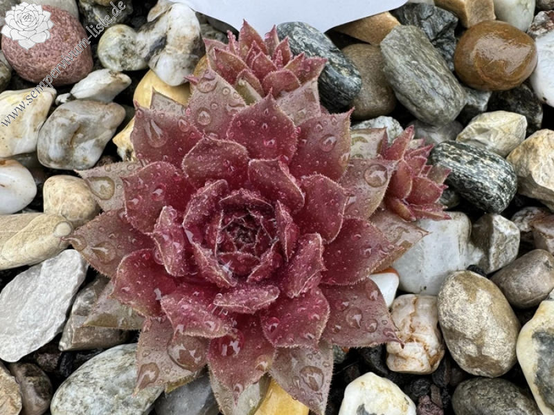 Candlelight Dinner (Netzfund)