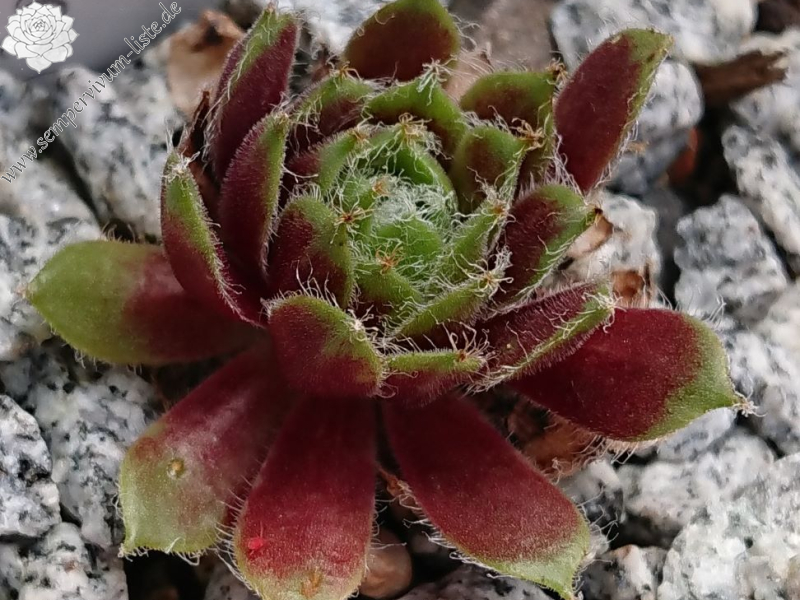 Lula Marquerite