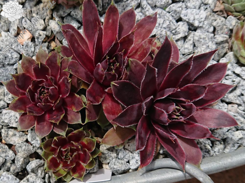 Patent Leather Shoes