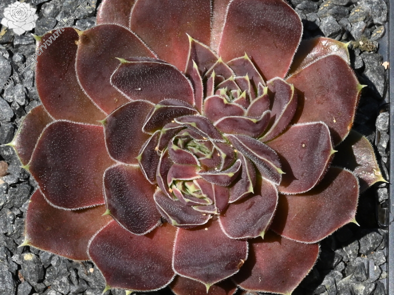 Korspel Red Luster / Jovi