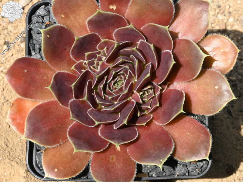 Korspelse Kristruw / Jovi