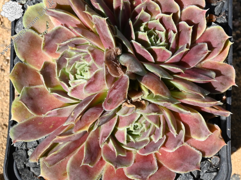 Korspelse Netiya / Jovi