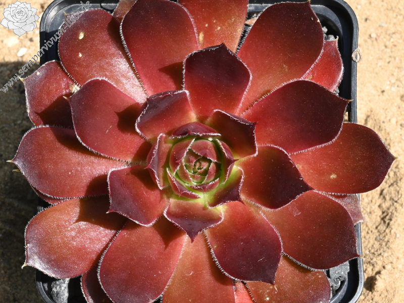 Korspelse Nolwenn / Jovi