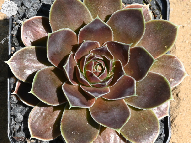 Korspelse Sampsane / Jovi